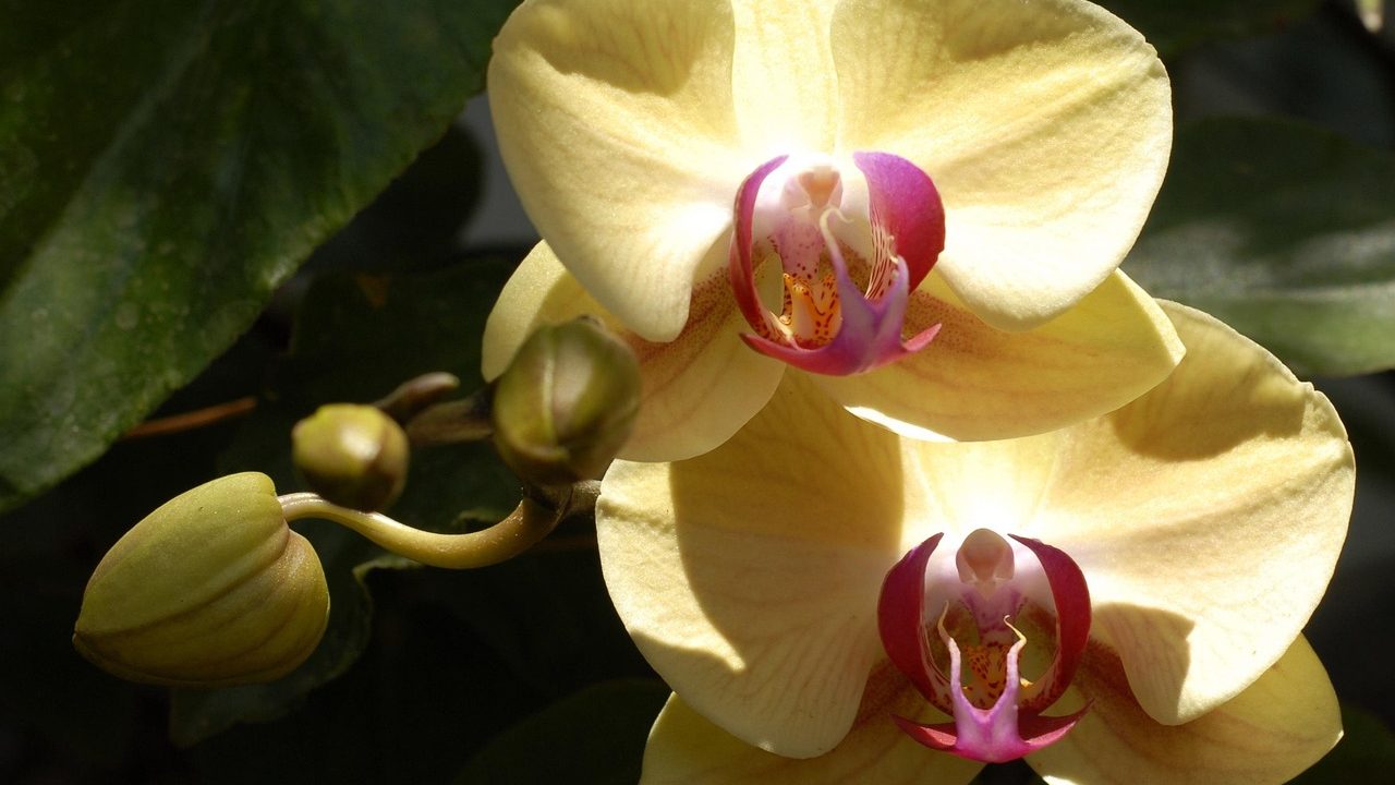 Dónde colocar una orquídea en piso con poca luz natural: guía práctica